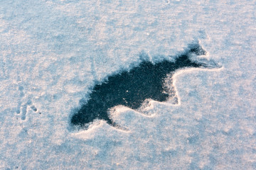 Fish-shaped form on ice