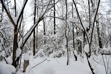 Winter fairy tale in the forest.