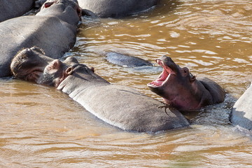 ippopotamo