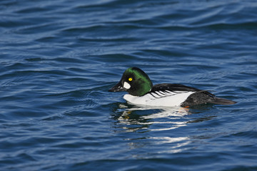 ホオジロガモ(Common Goldeneye)