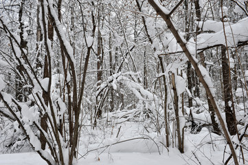 Winter fairy tale in the forest.