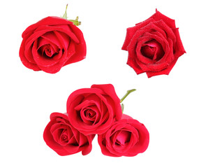 catalog beautiful red roses