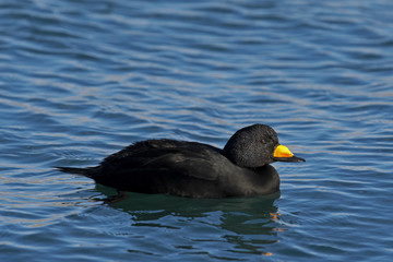 クロガモ雄(Black scoter)