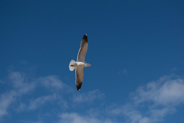 Seagull Flying Blue Sky