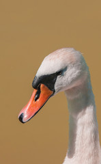 Fototapeta premium majestätischer Schwan