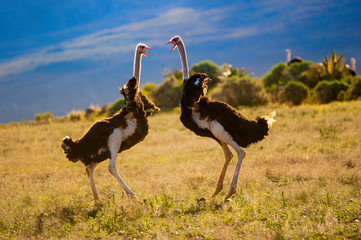 fighting ostriches
