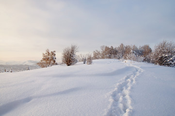 Obraz premium Path trail on winter sunset white snow field on the background of frozen birch trees forest Altai Mountains, Siberia, Russia