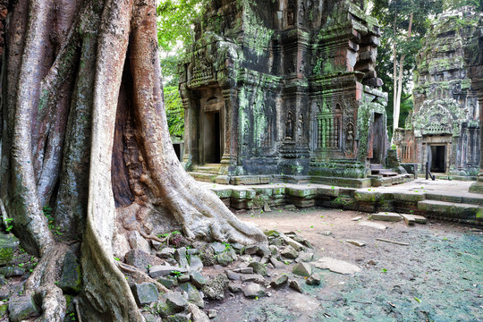 Cambodia, Siem Reap, Angkor, Ta Prohm Temple