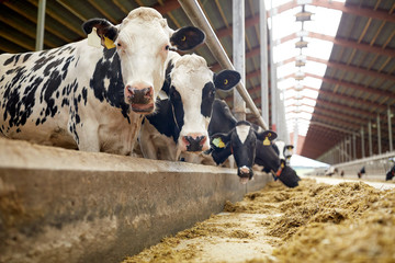 herd of cows eating hay in cowshed on dairy farm