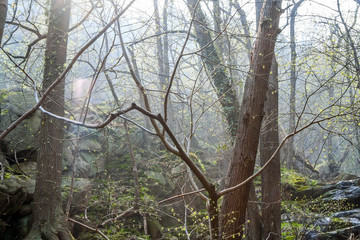 Fototapeta premium Harz