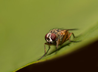 Fliege auf dem Blatt 1