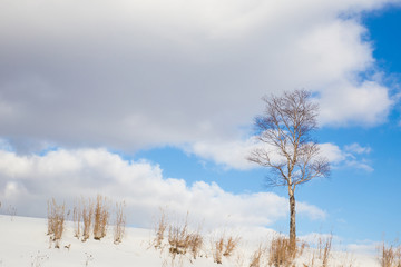 A Lonely Tree on snow hill under blue sky and cloud space