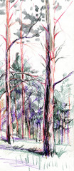 pine forest sketch