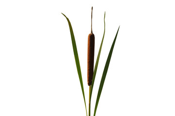 Plant cattail brown cob isolated on white background.