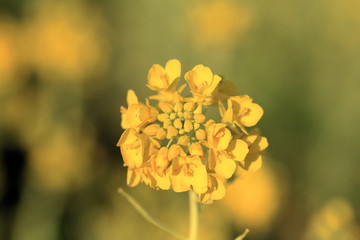 Canola flower