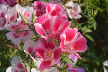 Розовые с белым цветы годеция на клумбе крупным планом, однолетники