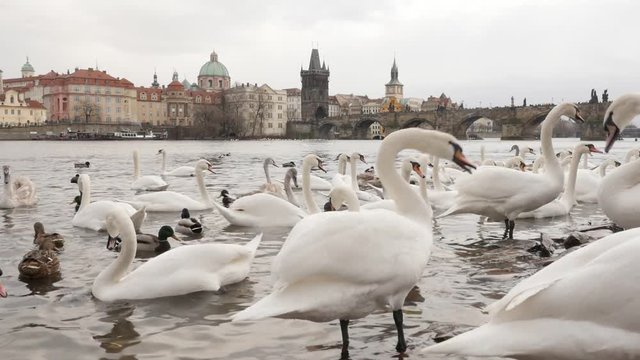 Slow motion swans and other birds Vltava river in capital of Czechia 1920X1080 HD footage - Czech Republic city of Prague scene with white Cygnus on water 1080p FullHD video
