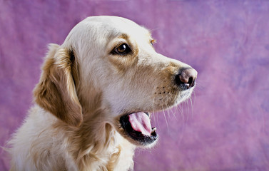 Golden retriever on the pink background