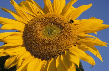 Obraz premium Sun-flowers