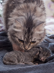 Little newborn kittens lie on a blanket.