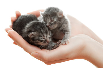 Newborn gray kittens in hands.