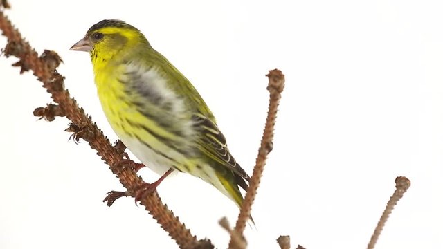 male  siskin isolated on a white background, studio 