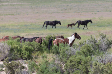 Wild Mustangs in the Great Basin Desert of Utah
