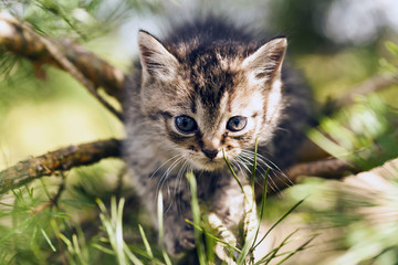 Naklejka na ściany i meble gray kitten in the grass
