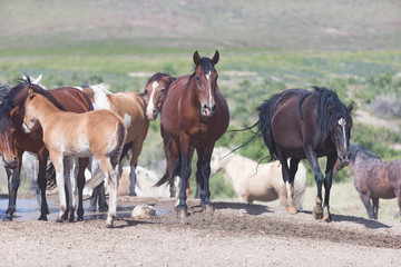 Wild Mustangs in the Great Basin Desert of Utah