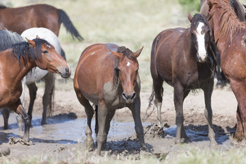 Wild Mustangs in the Great Basin Desert of Utah
