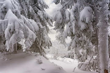Winter mountain landscape, trees covered with hoarfrost and snow