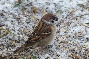 Ein Sperling im Schnee hat einen Sonnenblumenkern im Schnabel