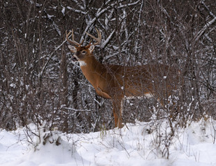 Obraz premium White-tailed Deer Buck in Winter