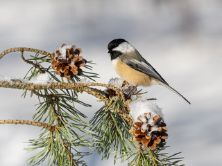 Black-Capped Chickadee on a Pine Branch with Cones in Winter 