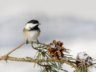 Black-Capped Chickadee in Winter
