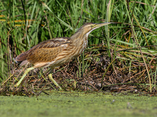 American Bittern