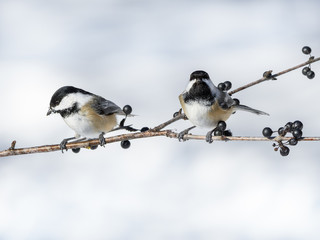 Black-Capped Chickadees on a Berry Branch in Winter 