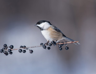 Black-Capped Chickadee in Winter