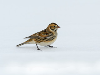 Lapland Longspurs in Winter