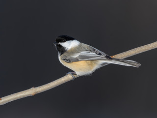 Black-Capped Chickadee Portrait in Winter