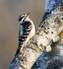 Female Downy Woodpecker in Winter