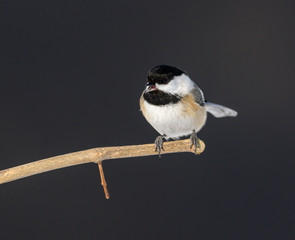 Black-Capped Chickadee in Winter