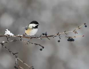 Black-Capped Chickadee in Winter