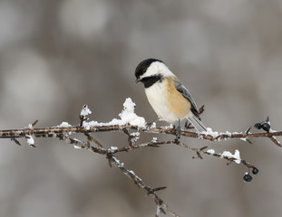 Naklejka premium Black-Capped Chickadee in Winter