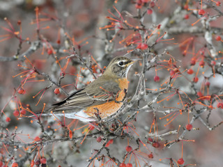 American Robin Foraging on Berries in Winter