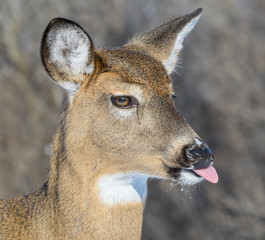 White-tailed Deer Doe Portrait in Winter