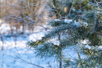 Pine tree branches in winter