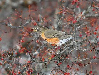 American Robin Feeding on Red Berries in Winter