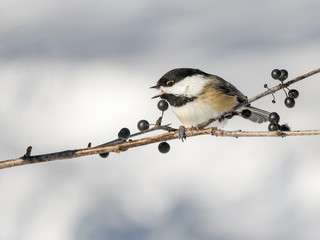 Black-Capped Chickadee in Winter