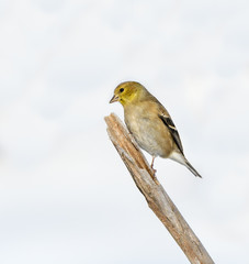 Obraz premium American Goldfinch in Winter